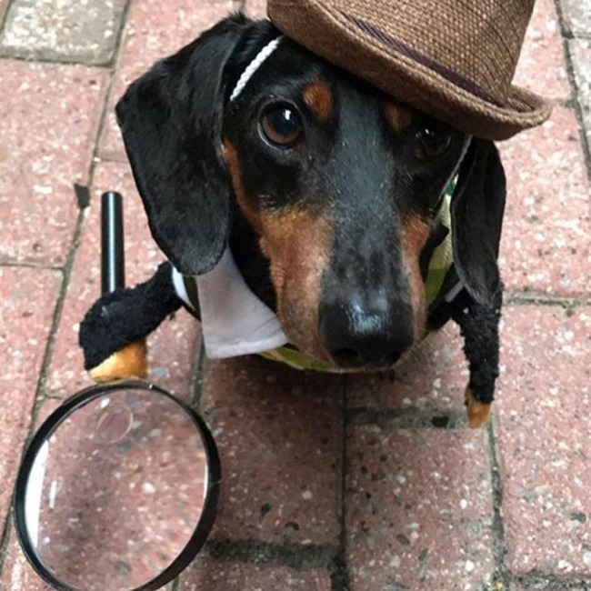 Crusoe the Celebrity Dachshund
